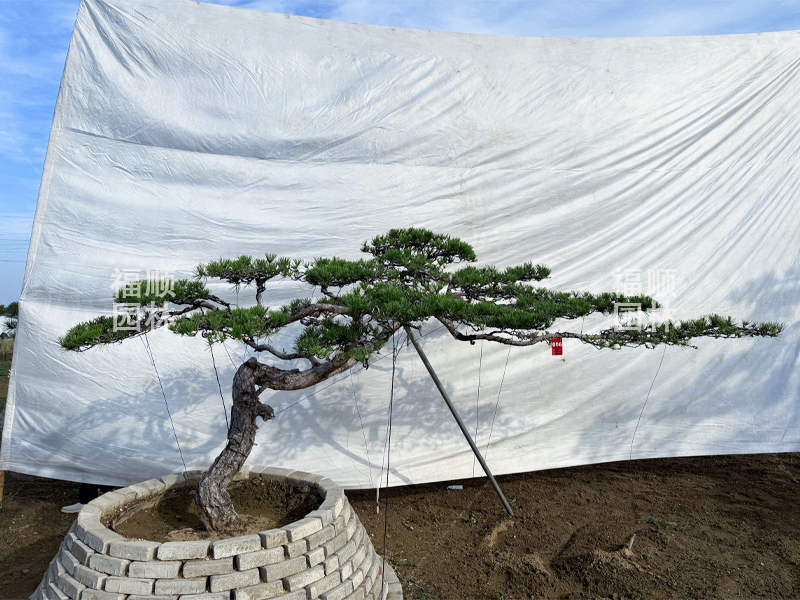 造型油松批發(fā)基地