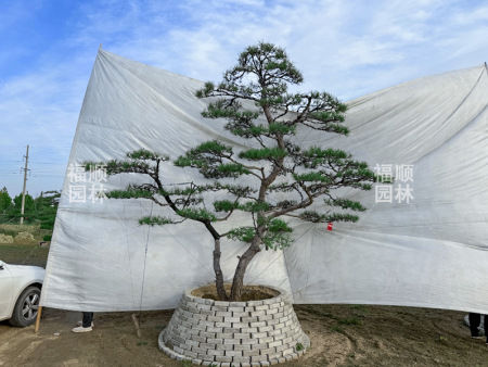 造型赤松