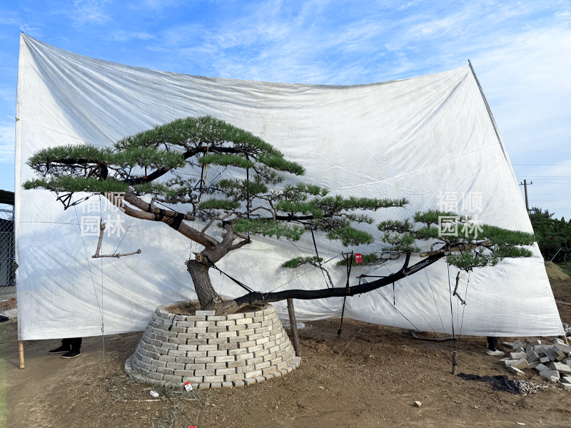 造型油松種植基地