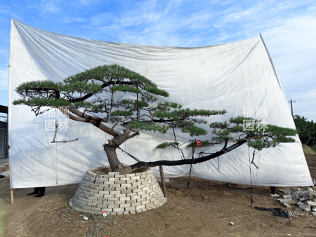 造型油松基地
