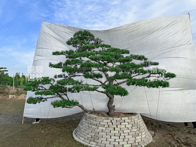 造型油松價(jià)格