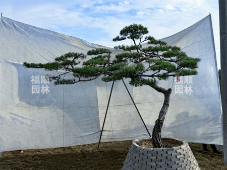 造型黑松批发基地