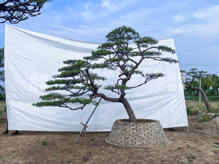 平顶松