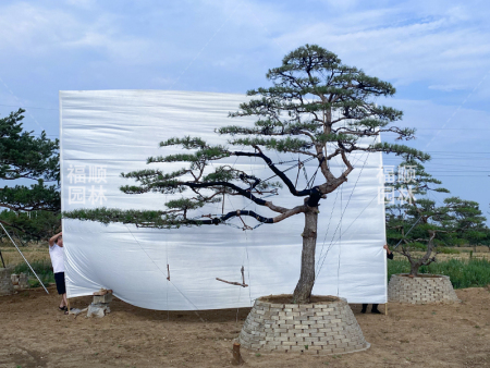 造型赤松种植基地