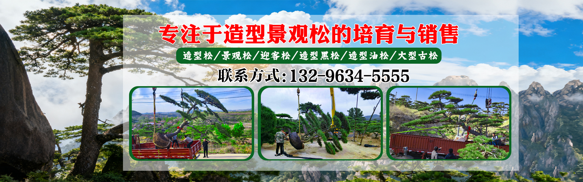 造型黑松