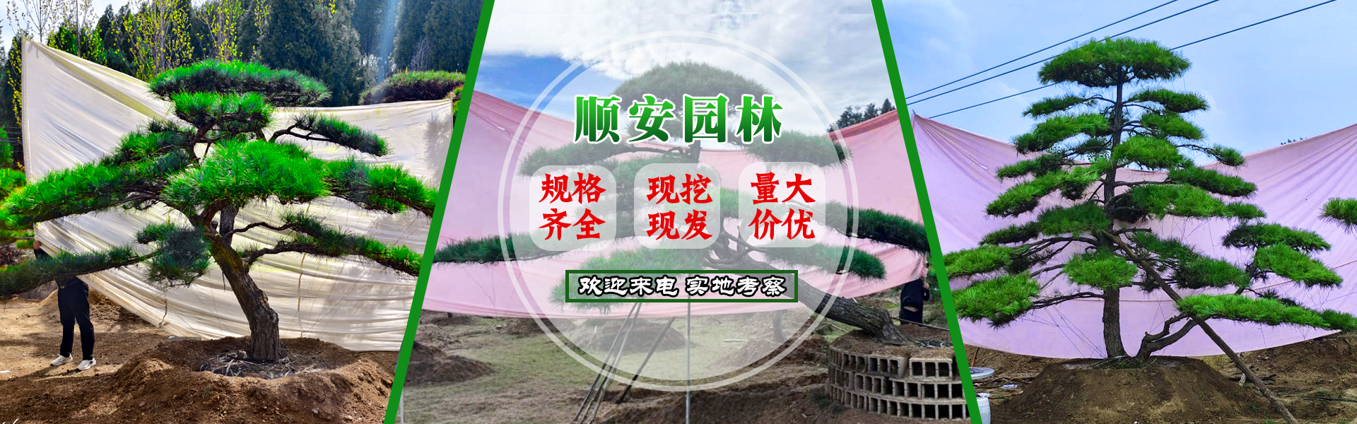 造型松