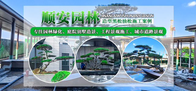 造型松树|造型松-山东莱芜造型景松基地