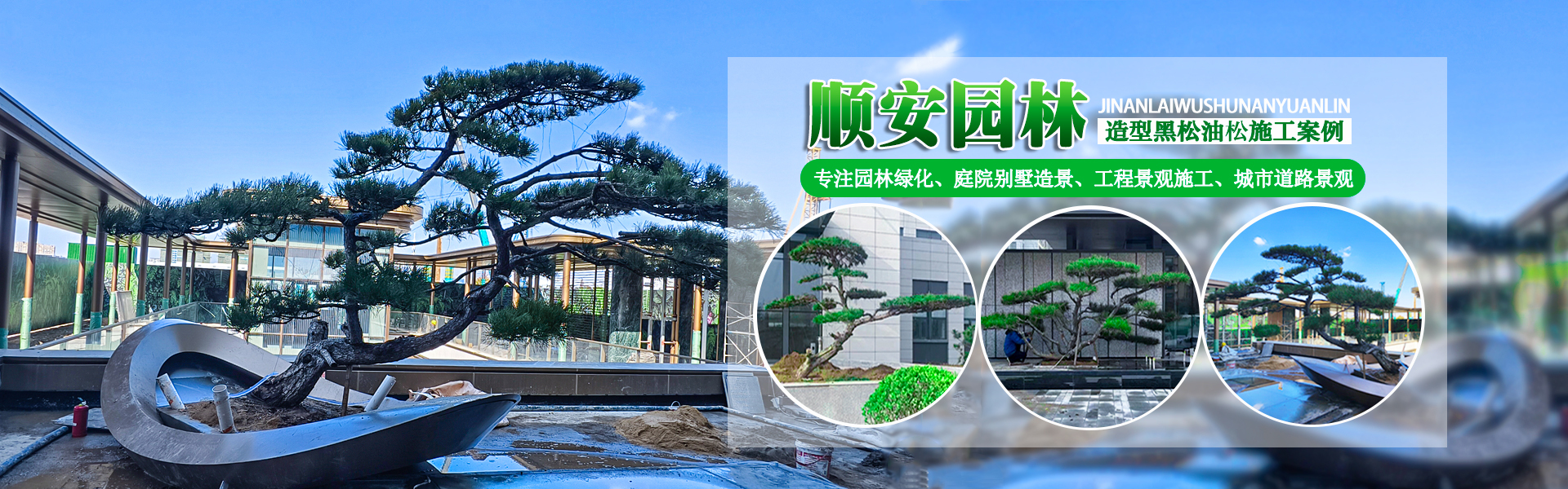 造型油松