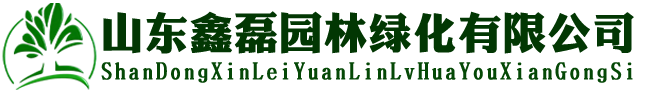 山东大型造型黑松油松批发基地