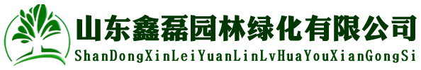 山东大型造型黑松油松批发基地