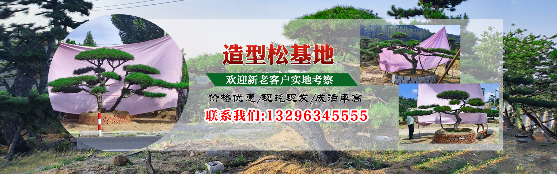 造型黑松