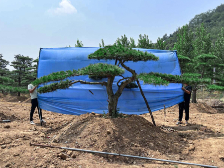 济南顺安造型油松批发基地，让绿意点亮每一处庭院！