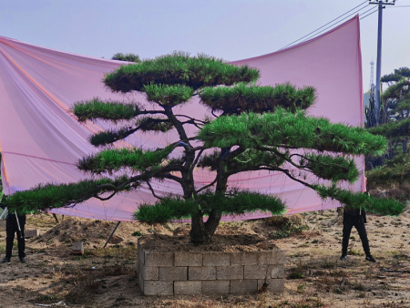 庭院景观松怎么选？健康松树和美观兼顾