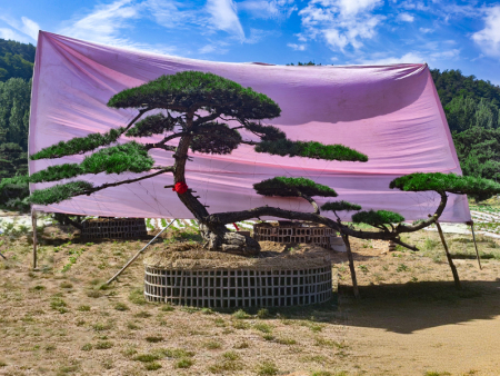 造型松树
