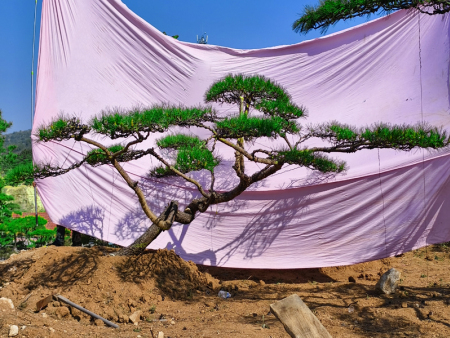山东顺安造型油松种植基地，选树轻松又放心