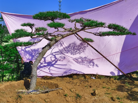 景观松太有气质，美丽庭院离不开它