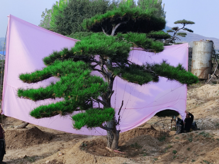 造型油松批发基地