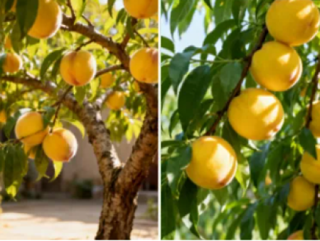 秋植庭院树，选对品种新手也能种出好风景