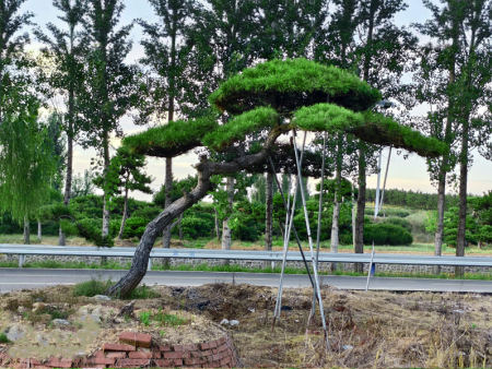 造型黑松树