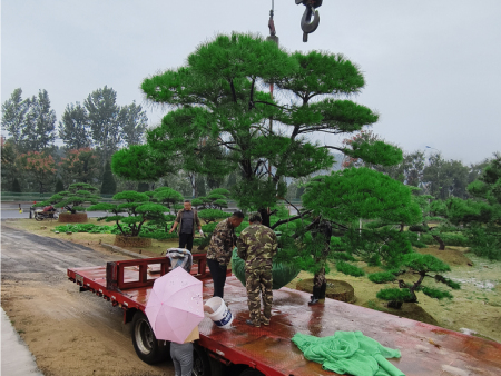 造型松批发基地