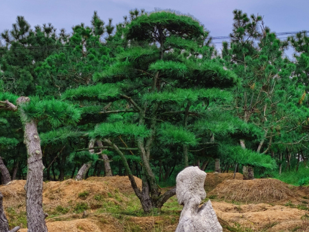 造型松树