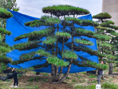 精品庭院造型景观松