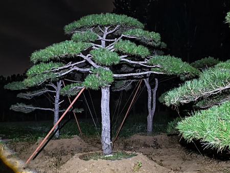 莱芜造型松批发