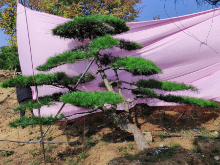 精品造型油松基地