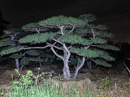 精品造型松基地