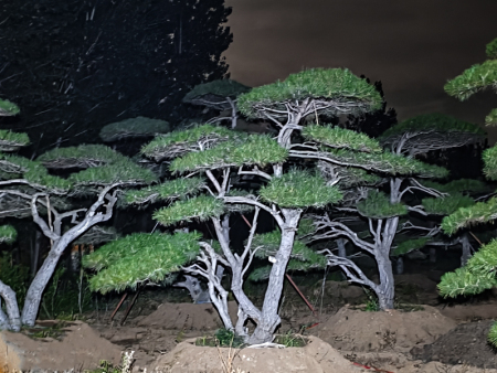 庭院造型迎客松