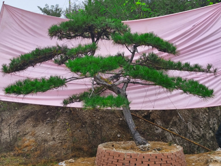 造型景观松价格