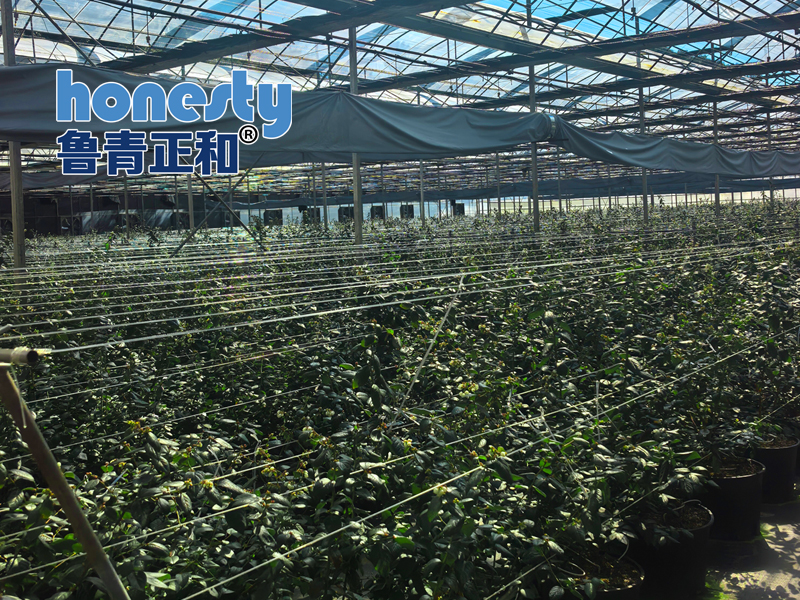 蓝莓种植大棚如何供暖？1万平方蓝莓温室大棚需要多大规格热风炉？