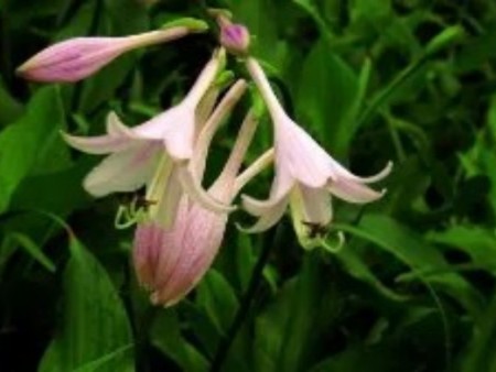 耐凍又養(yǎng)心！北方庭院必種的療愈植物清單，解壓又好養(yǎng)