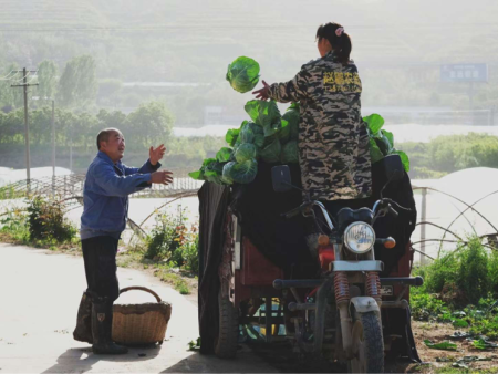 让冷链车“顺路”跑——菜乡牧歌的减法物流