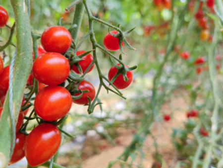 一颗番茄的“高考”——绿阳品控实验室的24小时