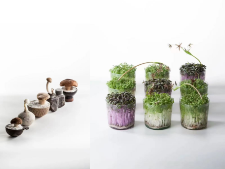 蔬菜也玩“盲盒”——一周五天性格测试