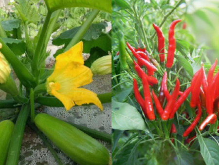 把月光封进箱子——夜班菜的“夜游神”模式