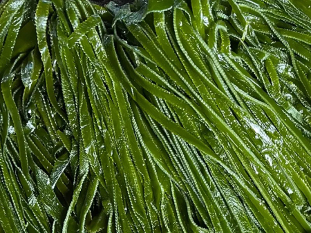 盐渍海带和干海带、新鲜海带相比，有什么优缺点？