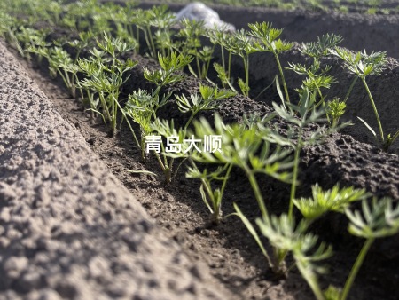 坝上地区胡萝卜高产秘诀