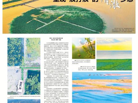 《湖北日报》专版聚焦洪湖底泥洗脱生态修复试验项目治理成效