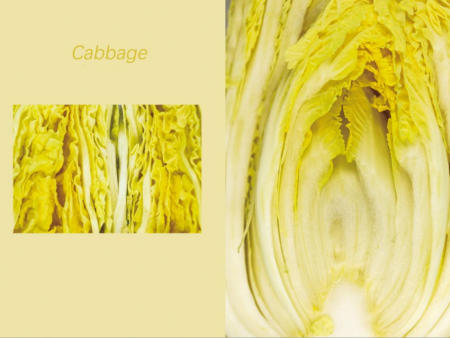 生态种植筑牢品质根基，杨凌绿阳娃娃菜成礼品菜黄金选择
