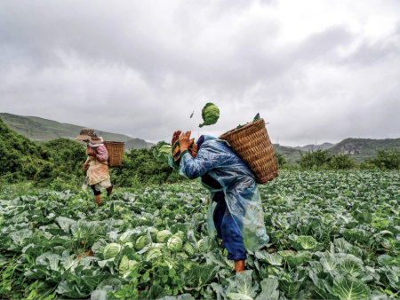 从石缝到礼盒，杨凌绿阳用生态标准定义“礼品菜”新高度
