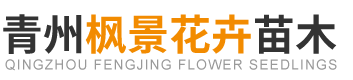 青州枫景花卉苗木