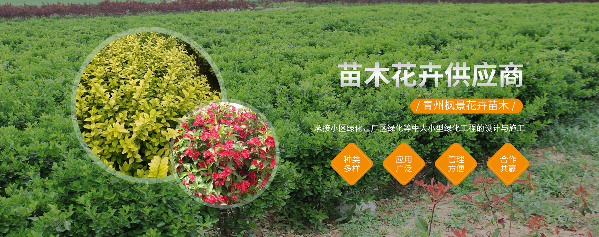 青州枫景花卉苗木