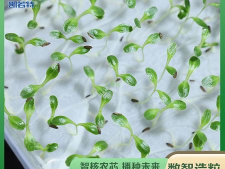 种子丸粒化经验分享