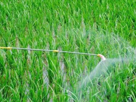 豇豆家庭加工过程对农药残留的去除效果