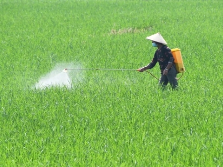 国内非专利农药市场的战略机遇与合规路径解析