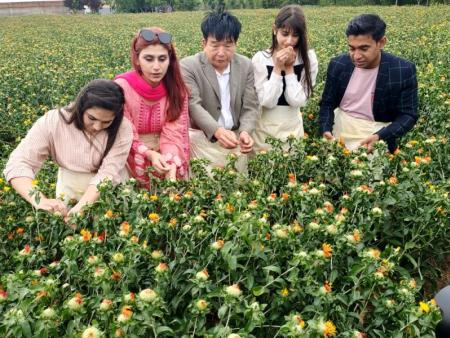 卫红花种下后怎么催芽