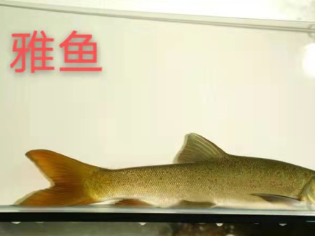 雅鱼