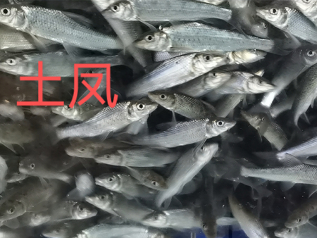 土凤
